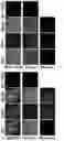 Fig. 09 - PEPTIDE PET/SPECT PROBES SPECIFIC TO ONCOPROTEINS IN TUMOR EXTRACELLULAR MATRIX