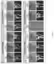 Fig. 10 - TISSUE FUSION COMPOSITION HAVING TISSUE ADHESION AND DIFFERENTIATION CHARACTERISTICS, AND PREPARATION METHOD THEREFOR