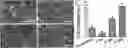 Fig. 01 - Solution Blow Spun Polymer Constructs, Compositions and Methods of Fabrications and Uses Relating Thereto