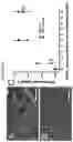 Fig. 36 - Solution Blow Spun Polymer Constructs, Compositions and Methods of Fabrications and Uses Relating Thereto