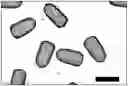 Fig. 01 - PREPARATION METHOD FOR NON-SPHERICAL HYDROGEL MICROPARTICLE EMBOLIC AGENT