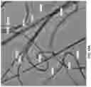 Fig. 15 - Chitosan nanofiber compositions, compositions comprising modified chitosan, and methods of use