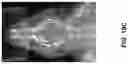 Fig. 30 - Chitosan nanofiber compositions, compositions comprising modified chitosan, and methods of use