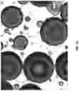 Fig. 80 - Chitosan nanofiber compositions, compositions comprising modified chitosan, and methods of use