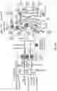 Fig. 16 - METHODS AND DEVICES FOR MODULATION OF INTEGRATED NEURAL NETWORKS TO INFLUENCE COMPOSITE SENSORY PROCESSES