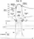 Fig. 09 - Systems and methods for inertial sensing for VAD diagnostics and closed loop control