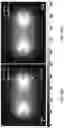 Fig. 19 - METHODS FOR MODULATING TEMPORAL INFRASTRUCTURE OF PULSED ELECTRIC FIELDS