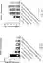 Fig. 08 - Increasing the Efficacy of Tumor Treating Fields (TTFields) by Applying the TTFields at Peak Intensity  Less Than Half the Time