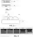 Fig. 02 - METHOD FOR COATING METAL, METAL MEMBER COMPRISING COATING LAYER FORMED THEREBY AND FUEL CELL SEPARATOR