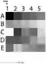 Fig. 07 - Instant ticket redundancy via multi-chromatic indicia