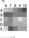 Fig. 08 - Instant ticket redundancy via multi-chromatic indicia