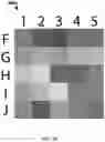 Fig. 09 - Instant ticket redundancy via multi-chromatic indicia