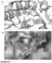 Fig. 19 - ISOPRENOIDS AND METHODS OF MAKING THEREOF