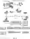 Fig. 17 - COMPOSITIONS AND METHODS FOR INCREASING MUSCLE MASS AND OXIDATIVE METABOLISM