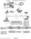 Fig. 18 - COMPOSITIONS AND METHODS FOR INCREASING MUSCLE MASS AND OXIDATIVE METABOLISM