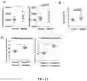 Fig. 20 - COMPOSITIONS AND METHODS FOR INCREASING MUSCLE MASS AND OXIDATIVE METABOLISM
