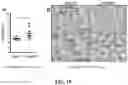 Fig. 24 - COMPOSITIONS AND METHODS FOR INCREASING MUSCLE MASS AND OXIDATIVE METABOLISM