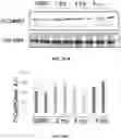 Fig. 26 - COMPOSITIONS AND METHODS FOR INCREASING MUSCLE MASS AND OXIDATIVE METABOLISM