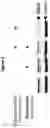 Fig. 03 - METHODS AND COMPOSITIONS FOR TARGETED PROTEIN DEGRADATION