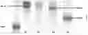 Fig. 03 - STRUCTURED MOLECULAR VECTORS FOR ANTI-INFLAMMATORY COMPOUNDS AND USES THEREOF