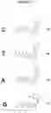 Fig. 46 - NUCLEOTIDE ANALOGUES