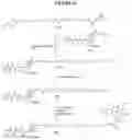 Fig. 60 - NUCLEOTIDE ANALOGUES
