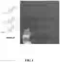 Fig. 02 - SHIP INHIBITORS AND USES THEREOF