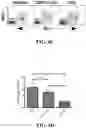 Fig. 08 - SHIP INHIBITORS AND USES THEREOF