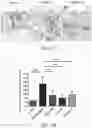 Fig. 22 - NOVEL a4B7 PEPTIDE MONOMER AND DIMER ANTAGONISTS