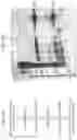 Fig. 03 - Protein pores