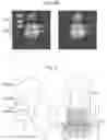 Fig. 06 - Protein pores