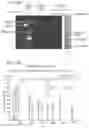 Fig. 19 - Protein pores