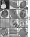 Fig. 04 - Control of and imaging techniques for protein nanoscaffolds