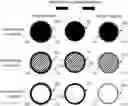 Fig. 01 - COMPOSITIONS AND METHODS OF DETERMINING A LEVEL OF INFECTION IN A SUBJECT