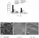 Fig. 09 - COMPOSITIONS AND METHODS OF DETERMINING A LEVEL OF INFECTION IN A SUBJECT