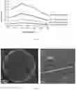 Fig. 22 - COMPOSITIONS AND METHODS OF DETERMINING A LEVEL OF INFECTION IN A SUBJECT