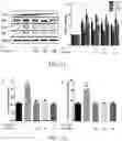 Fig. 11 - Leech polypeptide and use thereof