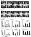 Fig. 08 - OPTOGENETIC MODULATION BY MULTI-CHARACTERISTIC OPSINS FOR VISION RESTORATION AND OTHER APPLICATIONS THEREOF