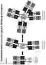 Fig. 03 - MULTIMERS