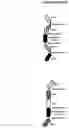 Fig. 115 - MULTIMERS