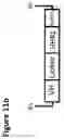 Fig. 13 - MULTIMERS