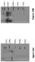 Fig. 25 - MULTIMERS