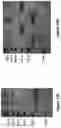 Fig. 27 - MULTIMERS