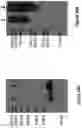 Fig. 28 - MULTIMERS