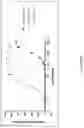 Fig. 94 - MULTIMERS
