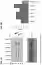 Fig. 06 - METHODS OF PRODUCING TWO CHAIN PROTEINS IN BACTERIA