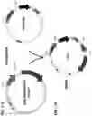 Fig. 12 - METHODS OF PRODUCING TWO CHAIN PROTEINS IN BACTERIA