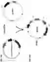 Fig. 17 - METHODS OF PRODUCING TWO CHAIN PROTEINS IN BACTERIA