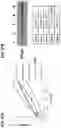 Fig. 48 - METHODS OF PRODUCING TWO CHAIN PROTEINS IN BACTERIA