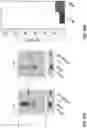 Fig. 55 - METHODS OF PRODUCING TWO CHAIN PROTEINS IN BACTERIA